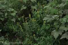 Crotalaria incana subsp. incana